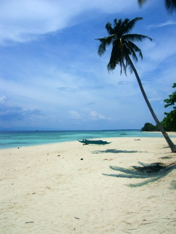 Lambug Beach Palm